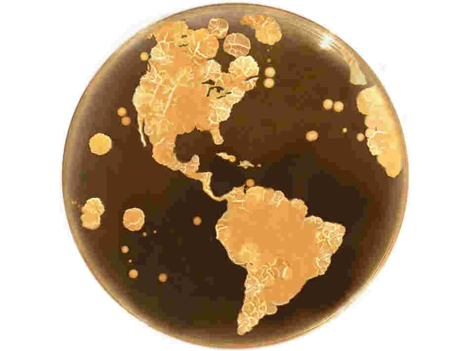 For our native bacteria, our bodies are the whole world. For our native bacteria, our bodies are the whole world.